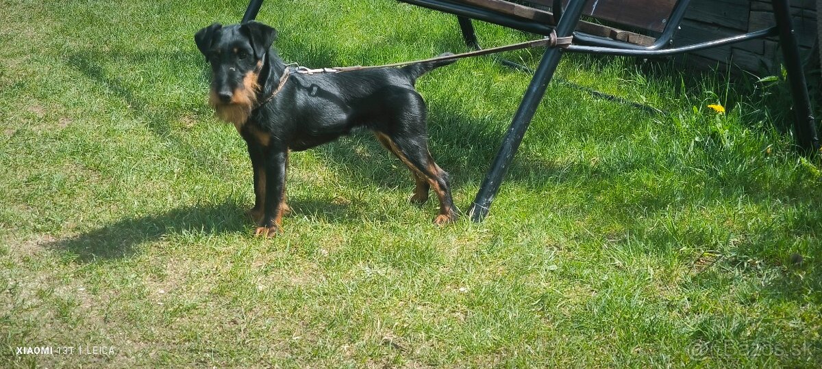 Jagdterrier - 2