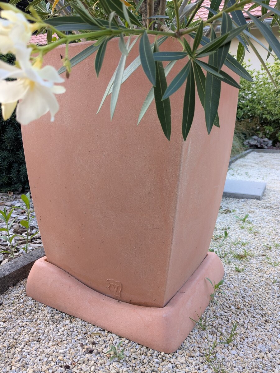Oleander v "terakote" - 2