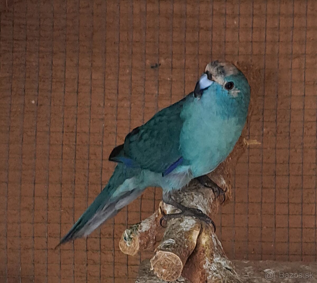 Kakarik - 2