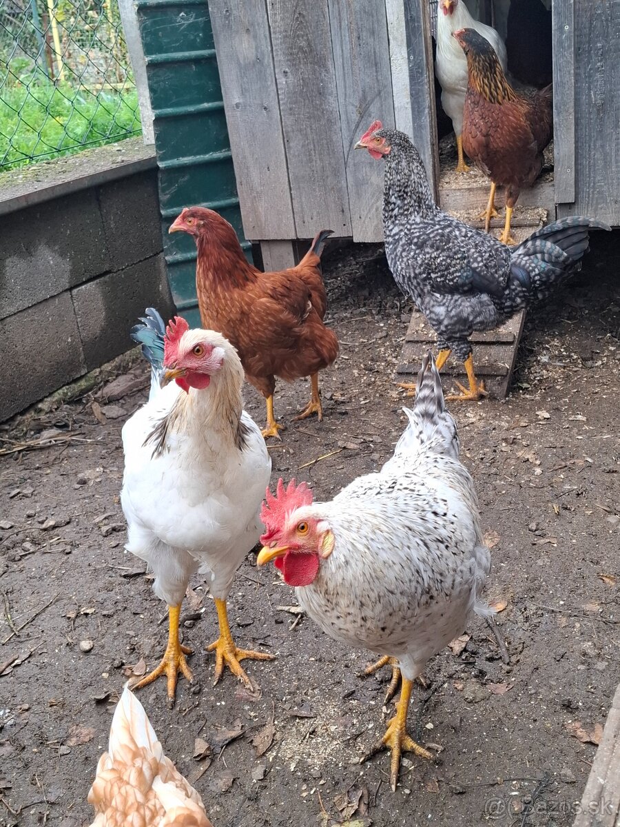 Mladé kohúty - 2