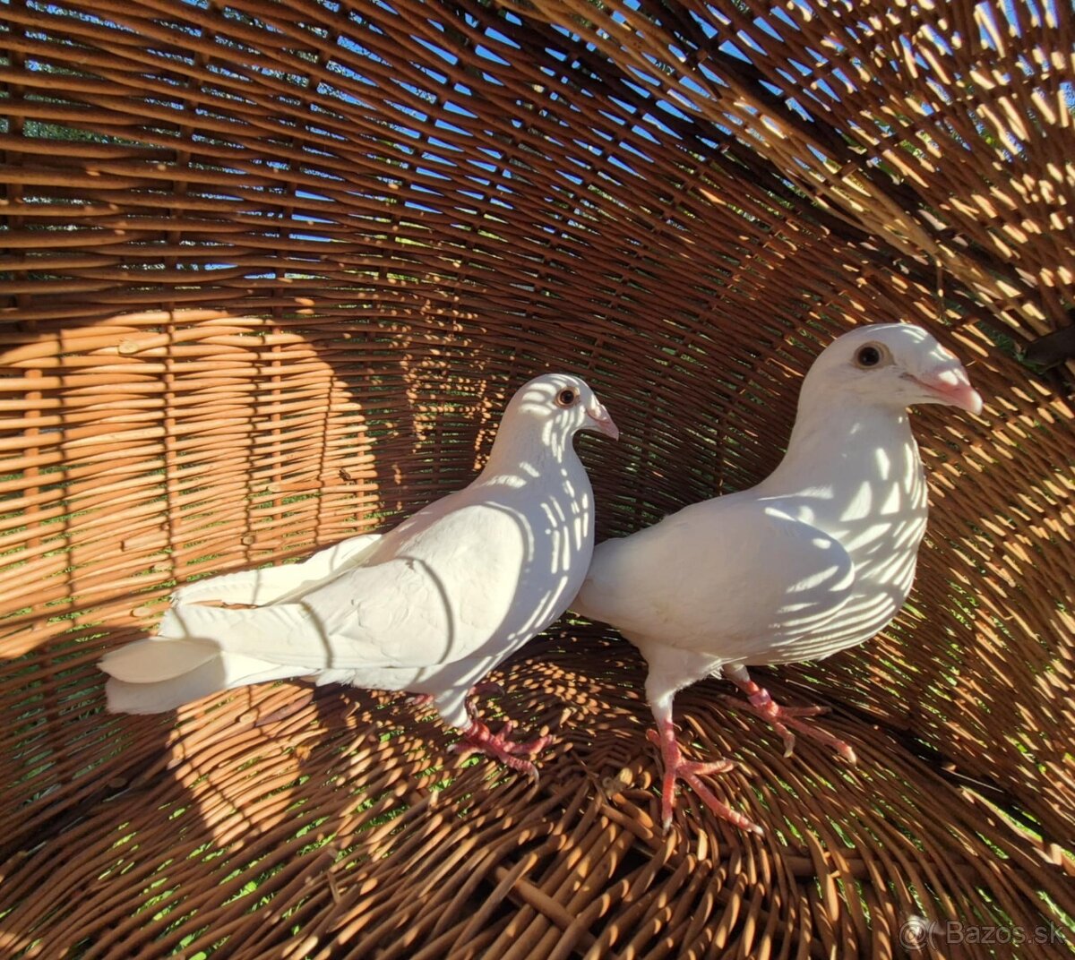 Ponukam svadobne postove holuby - 2