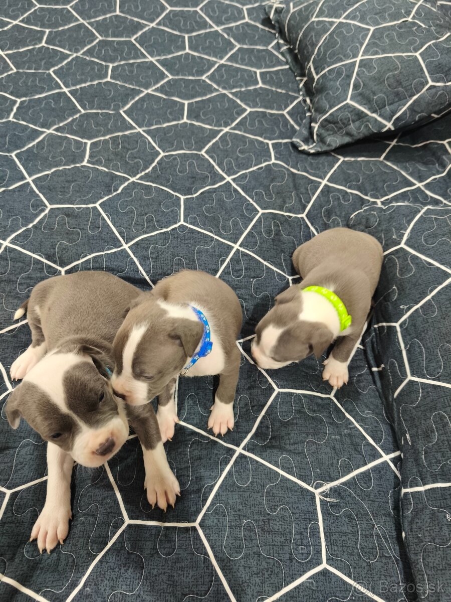 Staford šteniatka - 2