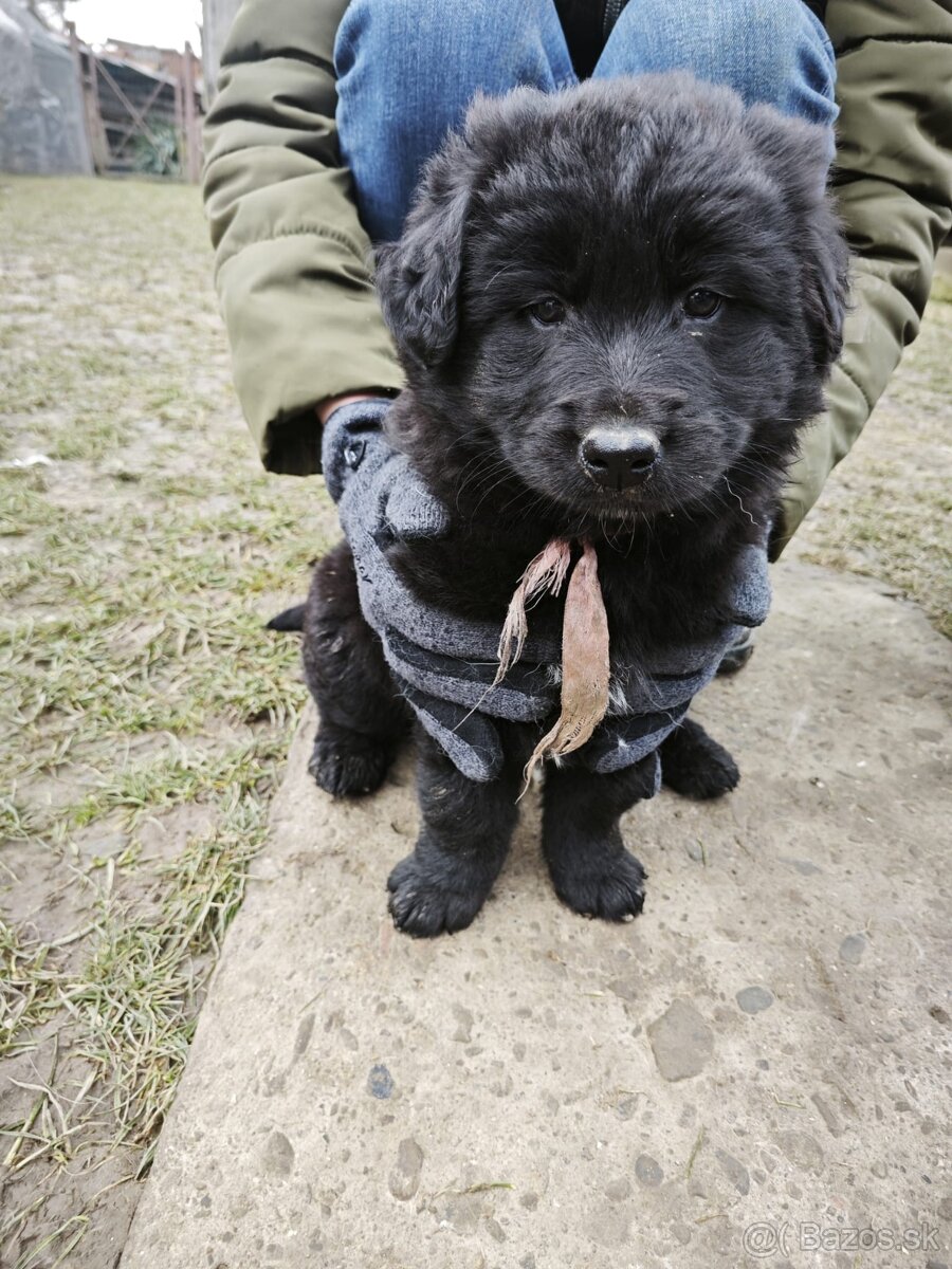 Predám šteniatka - 2