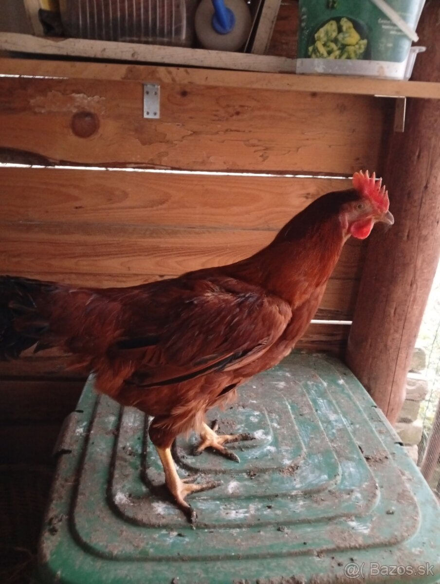Predám kohútika - 2