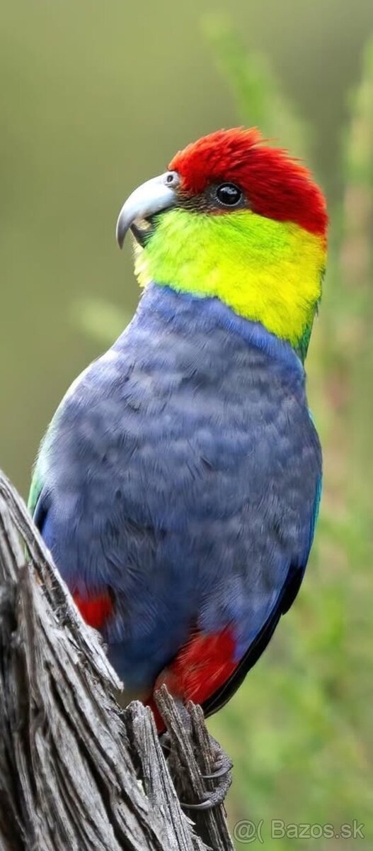 Papagáj červenočiapkový - 2