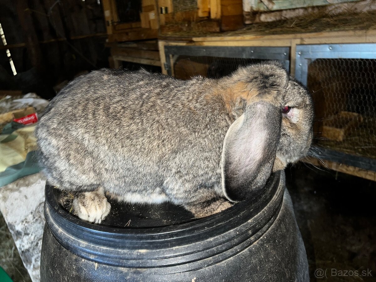 Francúzsky baran - 2