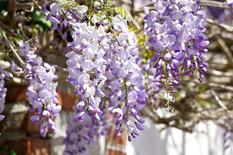 Wisteria - čerstvé semená - 2