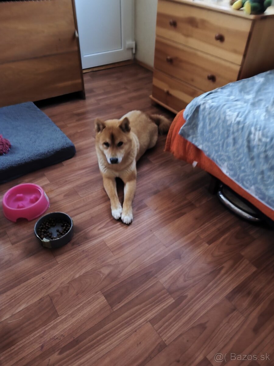 Shiba Inu - 2