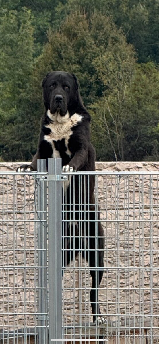 Stredoázijský ovčiak SAO - 2