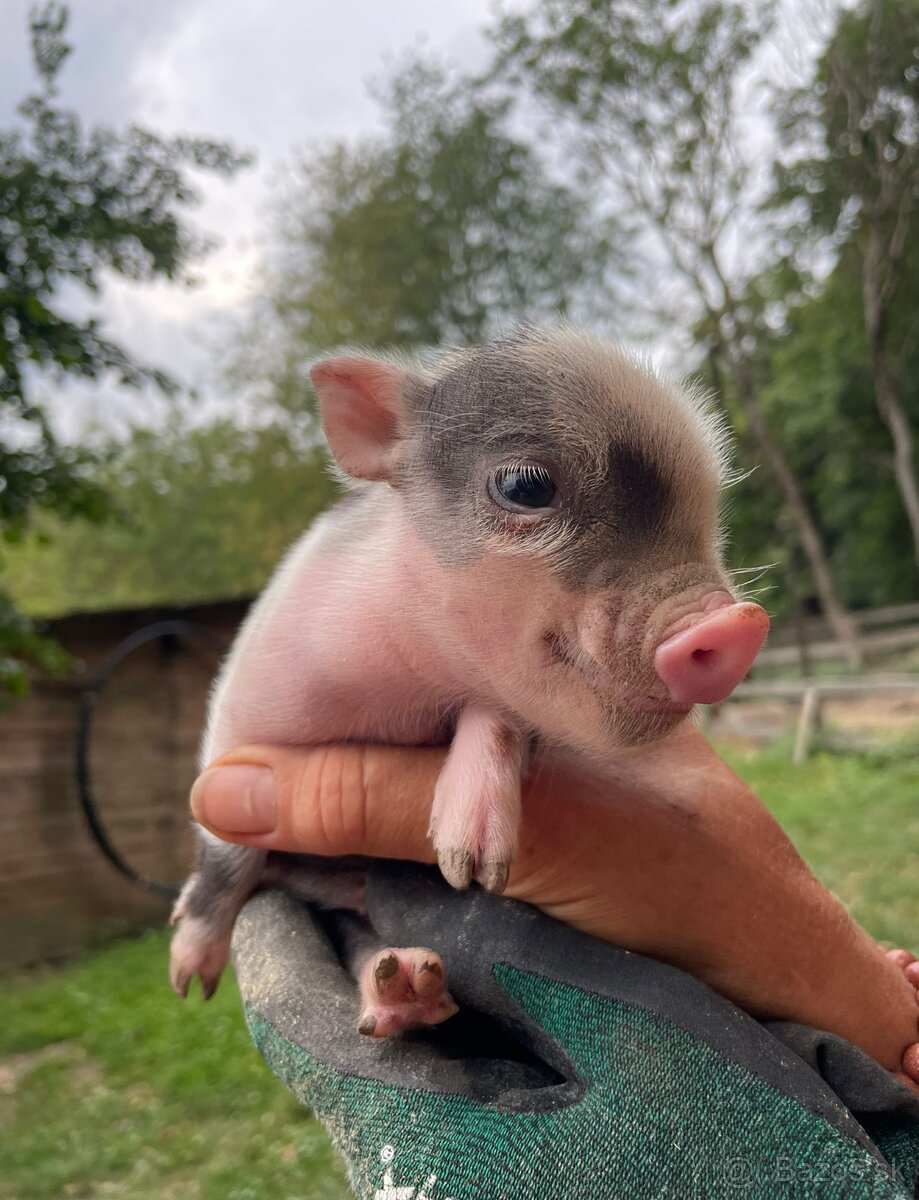 Gottingenské miniprasiatka - 2