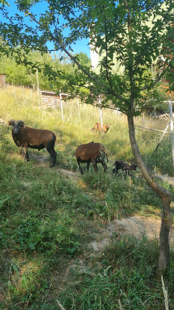 Kamerunska ovca, kamerunský baran - 2