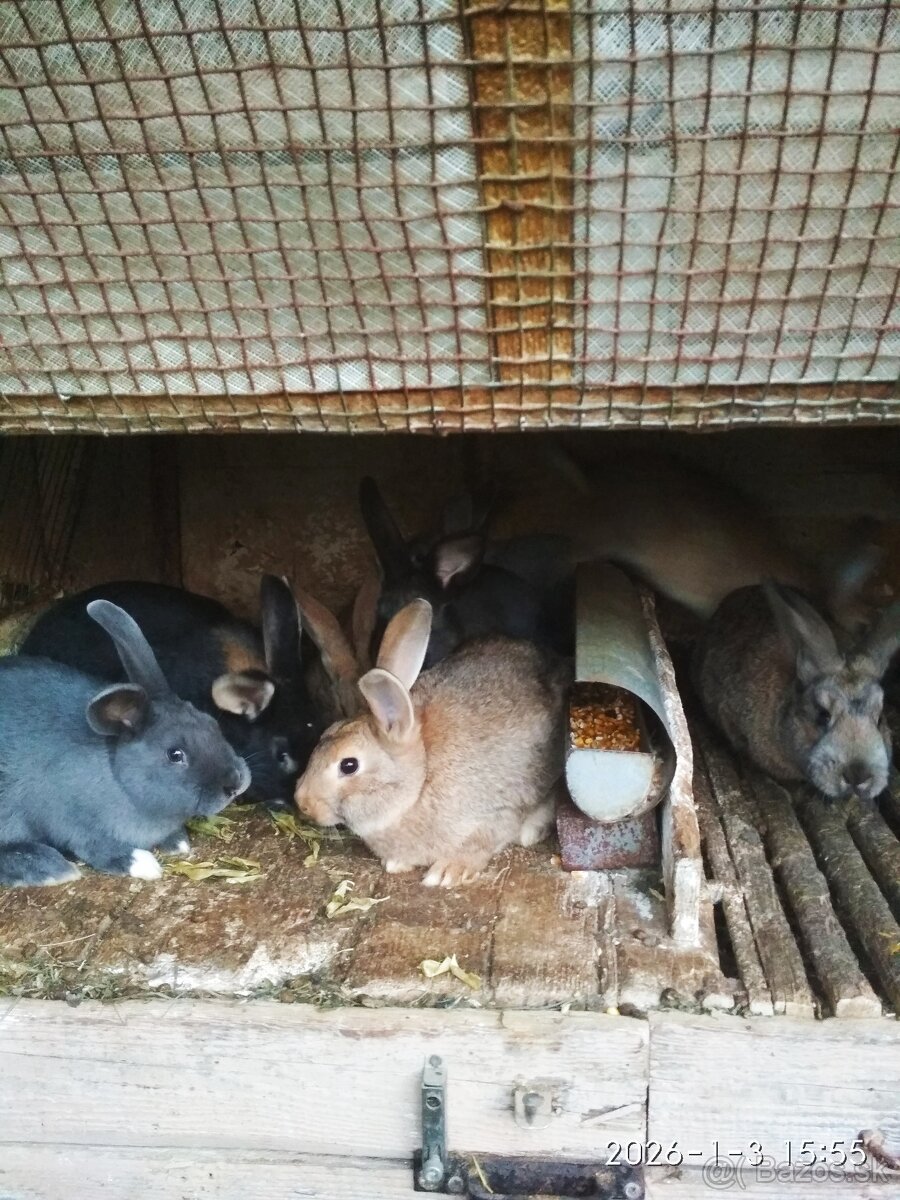 Predám , samcov - králiky,zajace - 2