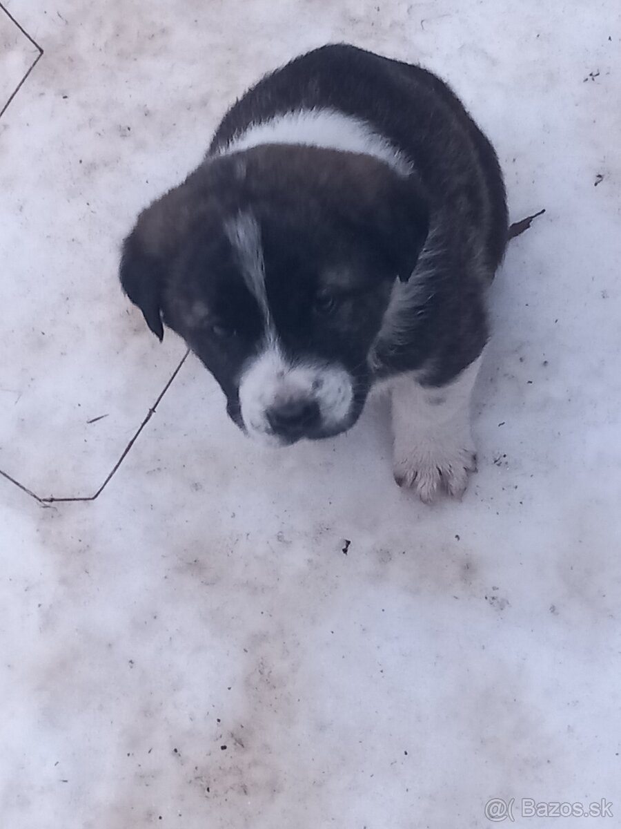 Stredoázijský ovčiak - 2