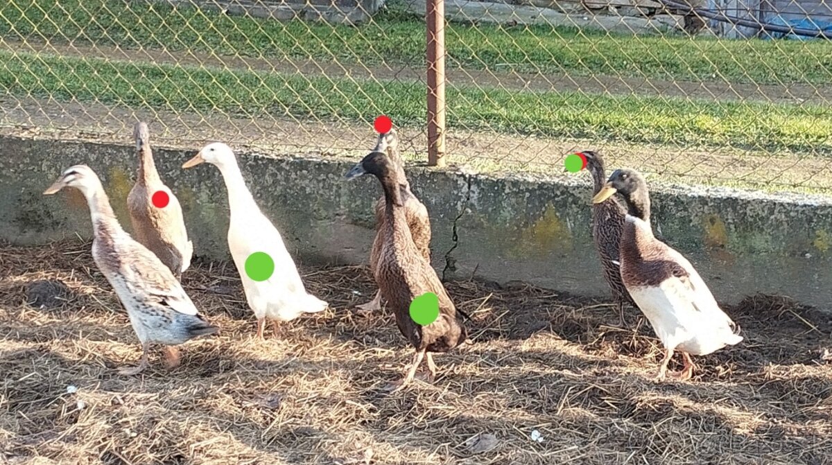 Predám indické bežce - 2