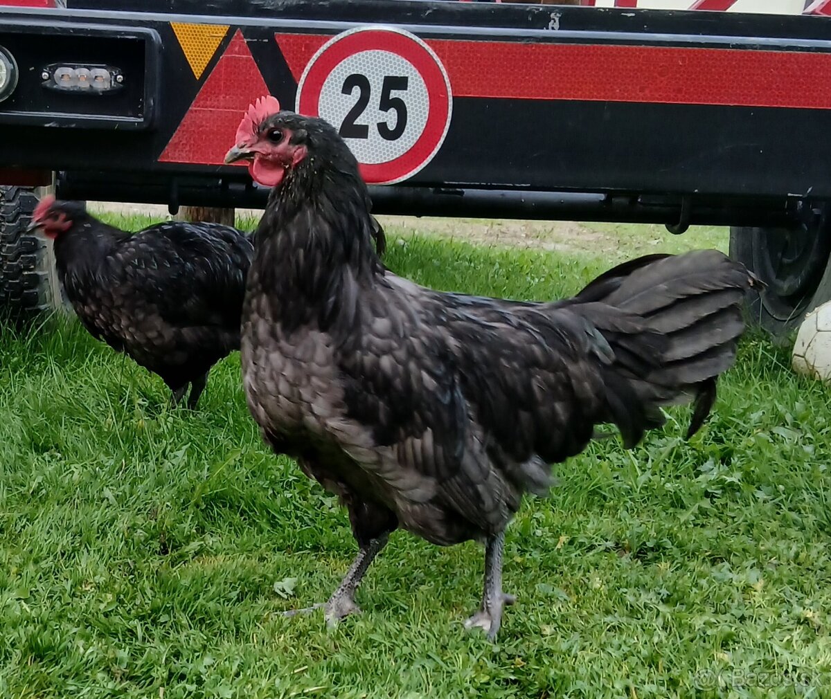 Kohút australorpky - 2