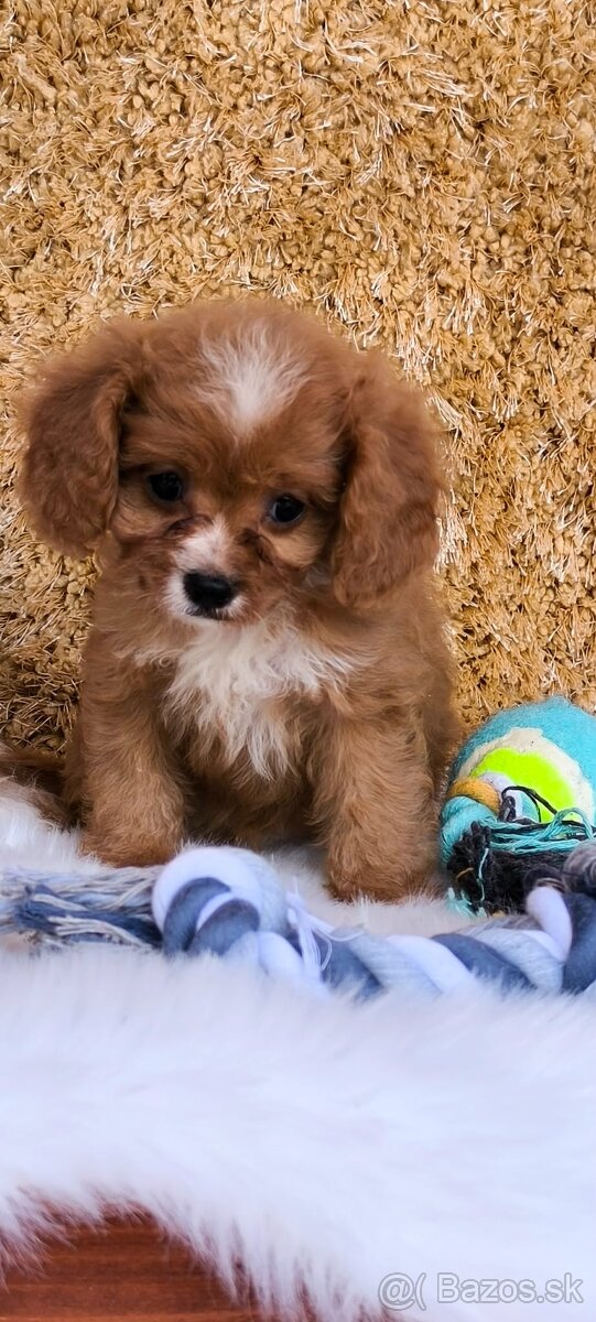 Cavapoo - 2