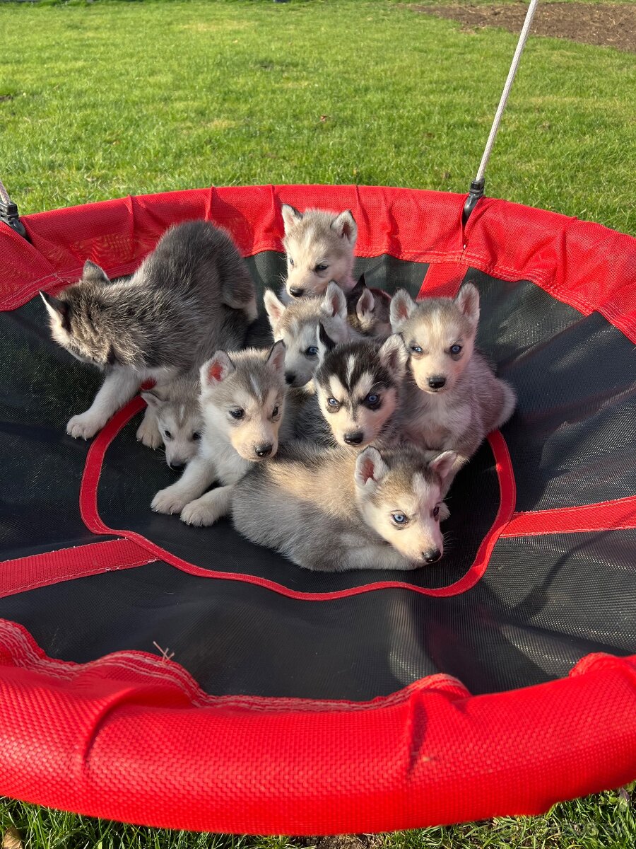 Steniatka sibirsky husky - 2