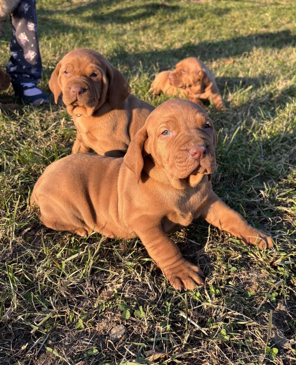 Maďarská vyžla šteniatka - 2