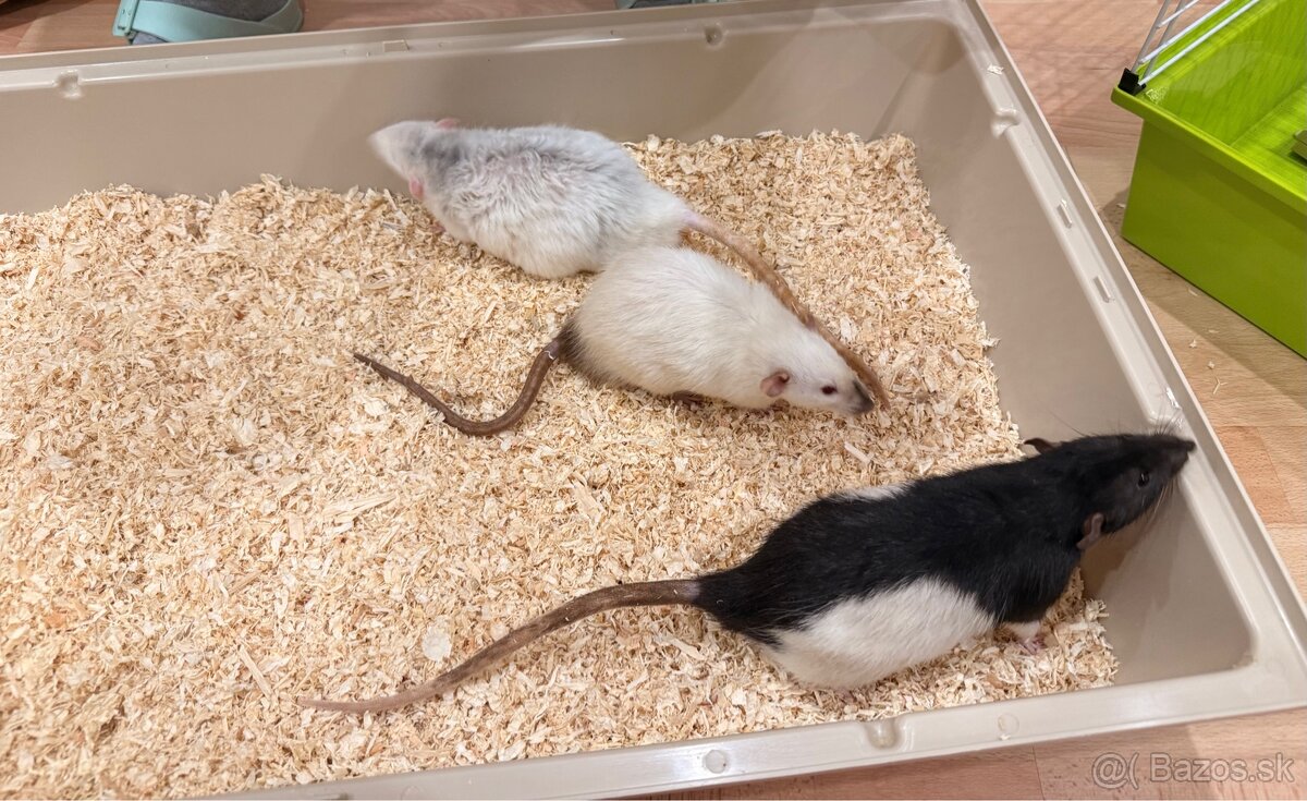 Hľadáme domov pre troch potkaníkov - 2