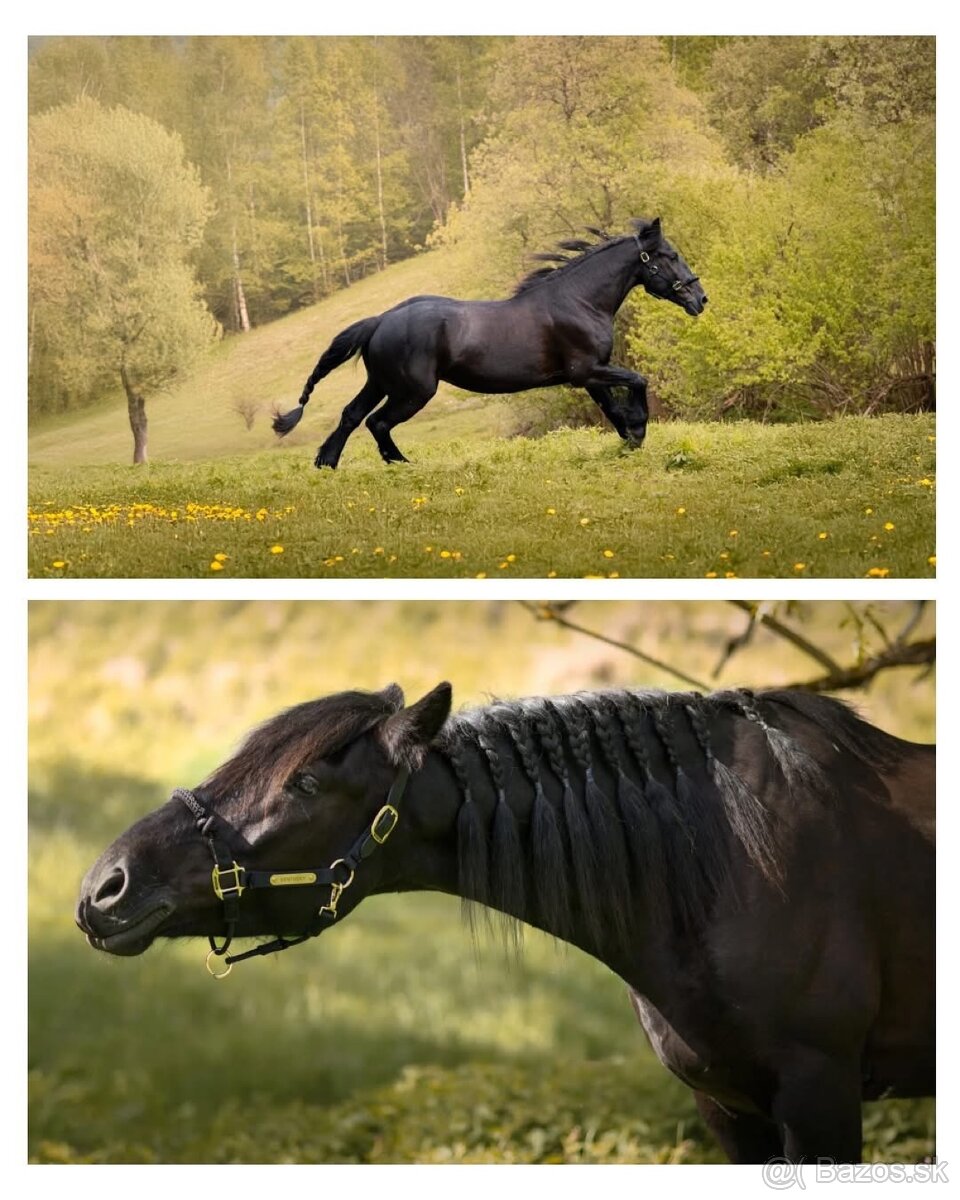 7 ročný valach - 2