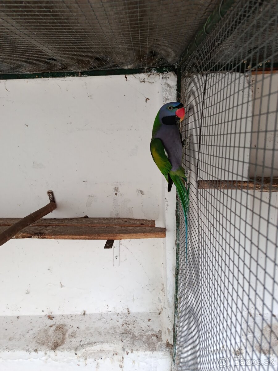 Alexander čínský - 2