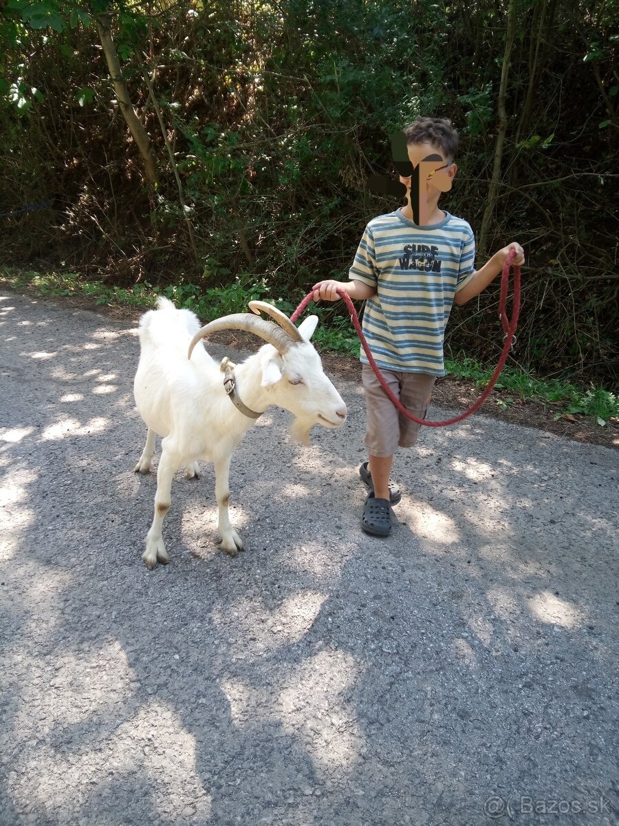 Dobrá koza - 2