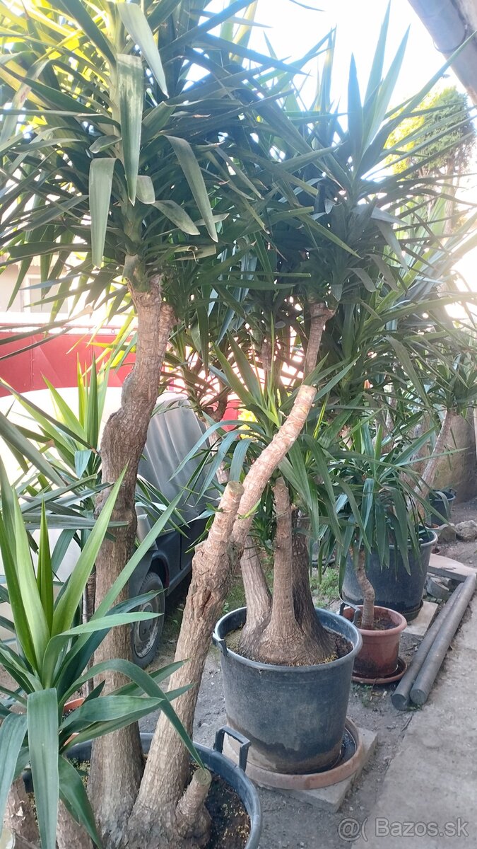 Yucca - 2
