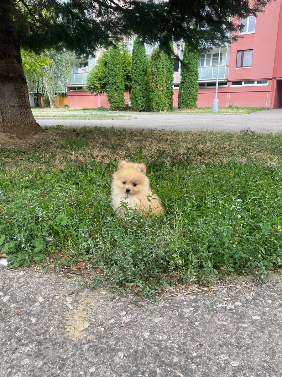 Pomeranian Teddy šteniatko - 2