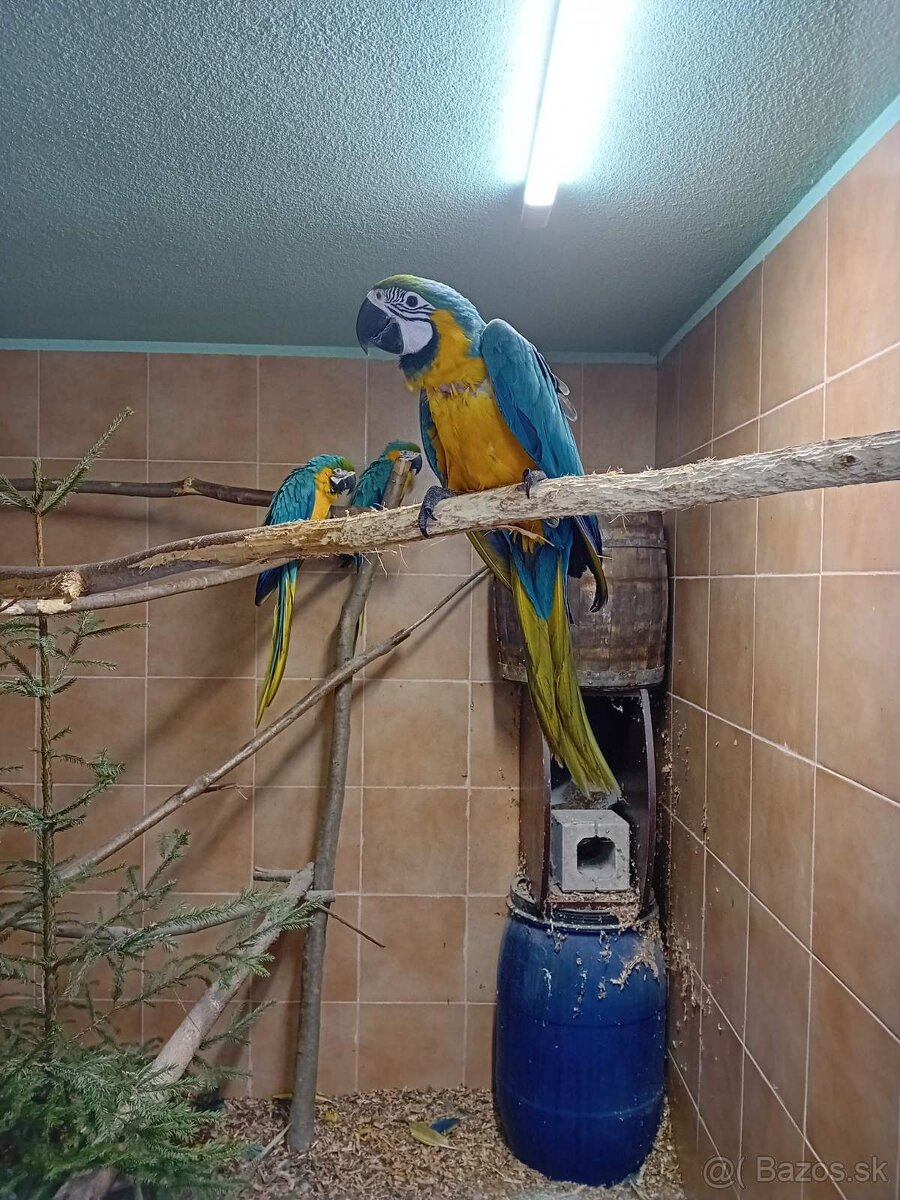 Ara ararauna, Amazoňan modročelý - 2