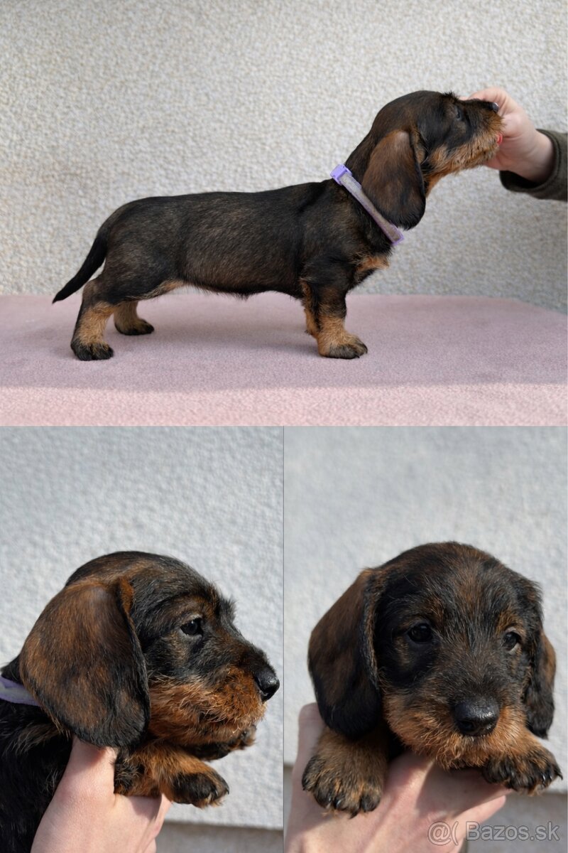 Šteniatka jazvečíka hrubosrstého - 2