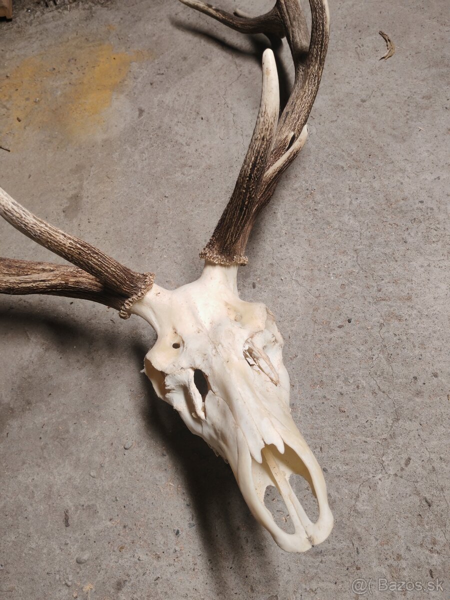 Predám parožie 14torak - 2