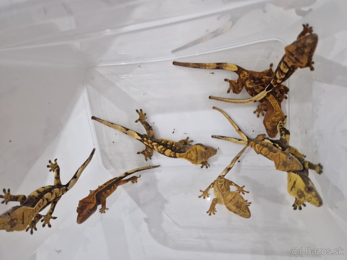 pagekon riasnaty - 2