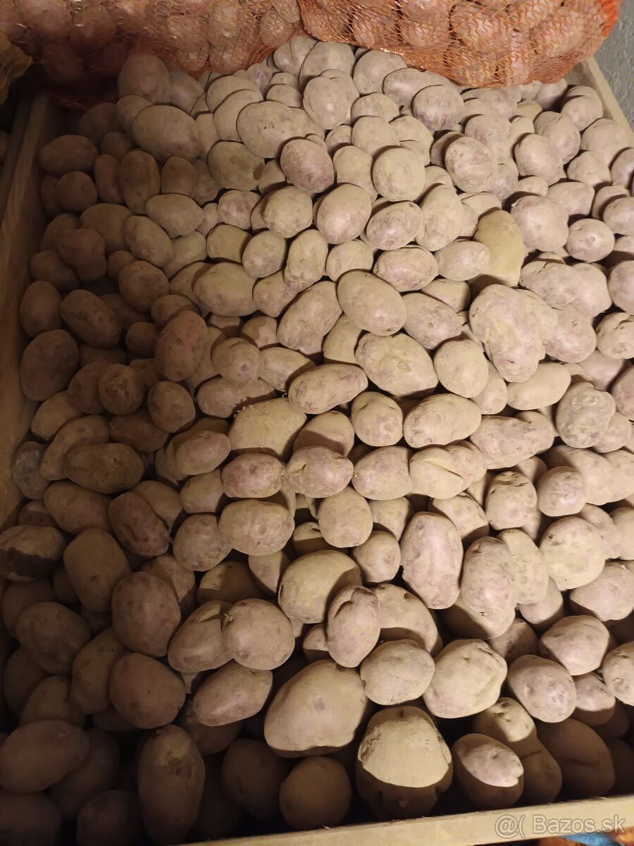 Predam konzumné a sadbové zemiaky - 2