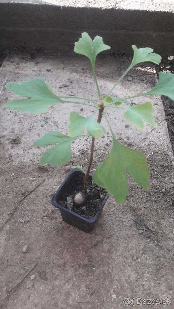 Ginko biloba SADENICe - 2