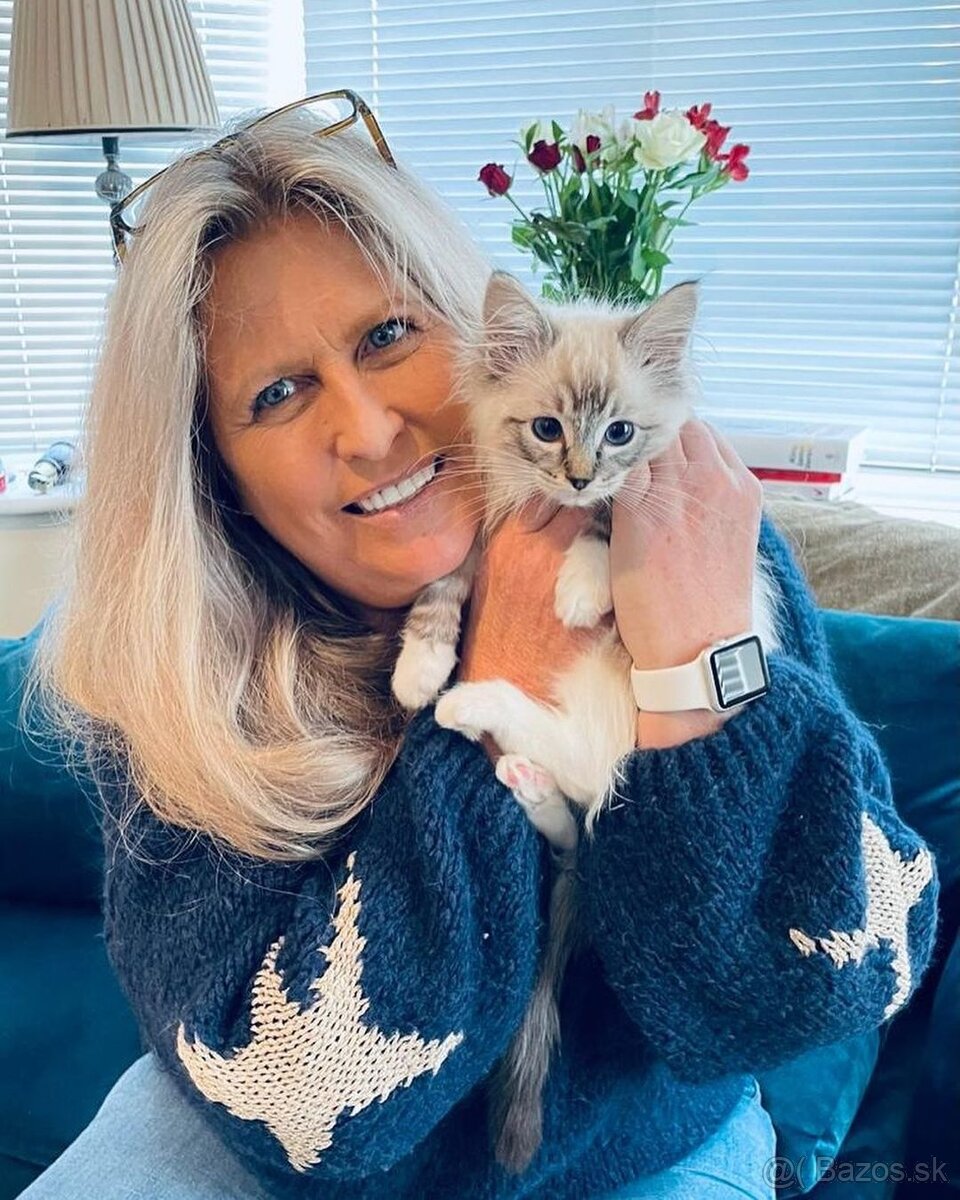 Krásne mačiatka plemena Ragdoll, Bengálsko a Maine Coon sú k - 2