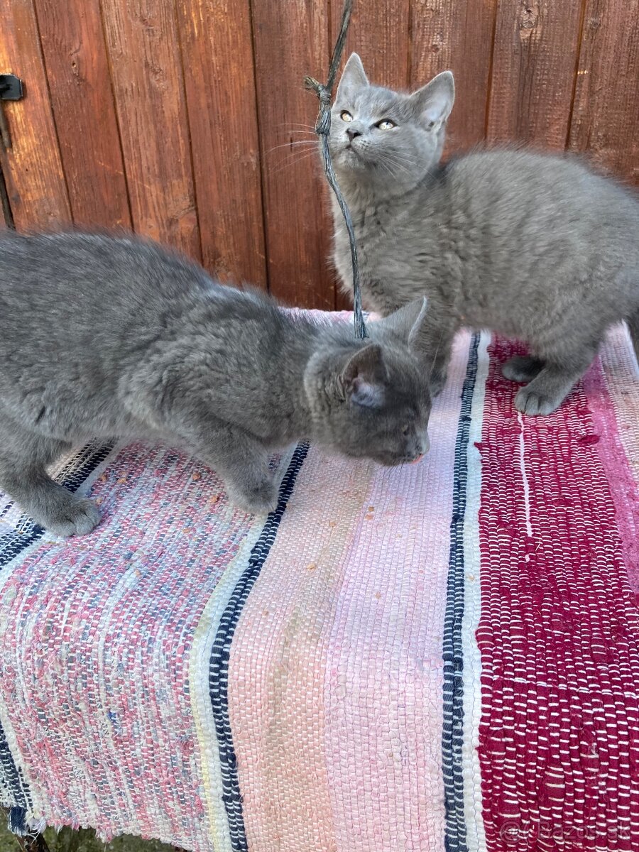 Predáme mačiatka - 2