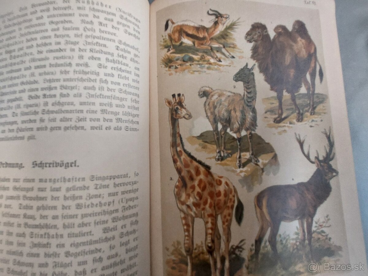 Naturgeshichte 19.storocie - 2