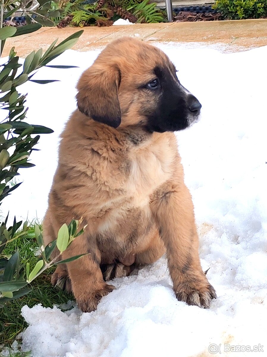 Stredoazijsky ovčiak - 2