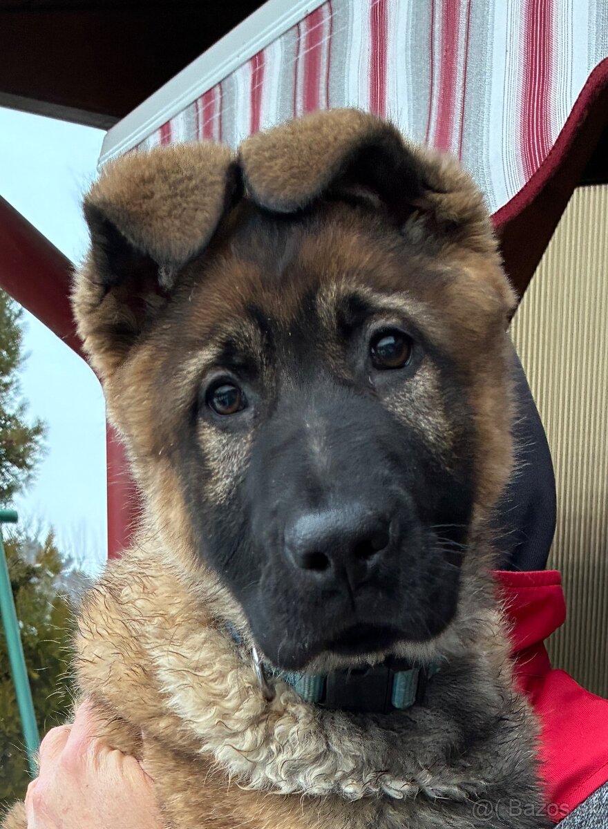 Nemecký ovčiak - 2