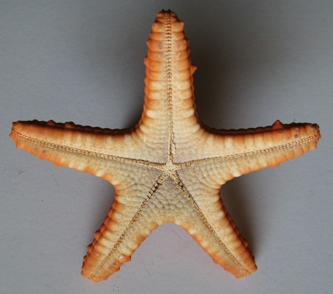 Červená hvězdice - 2