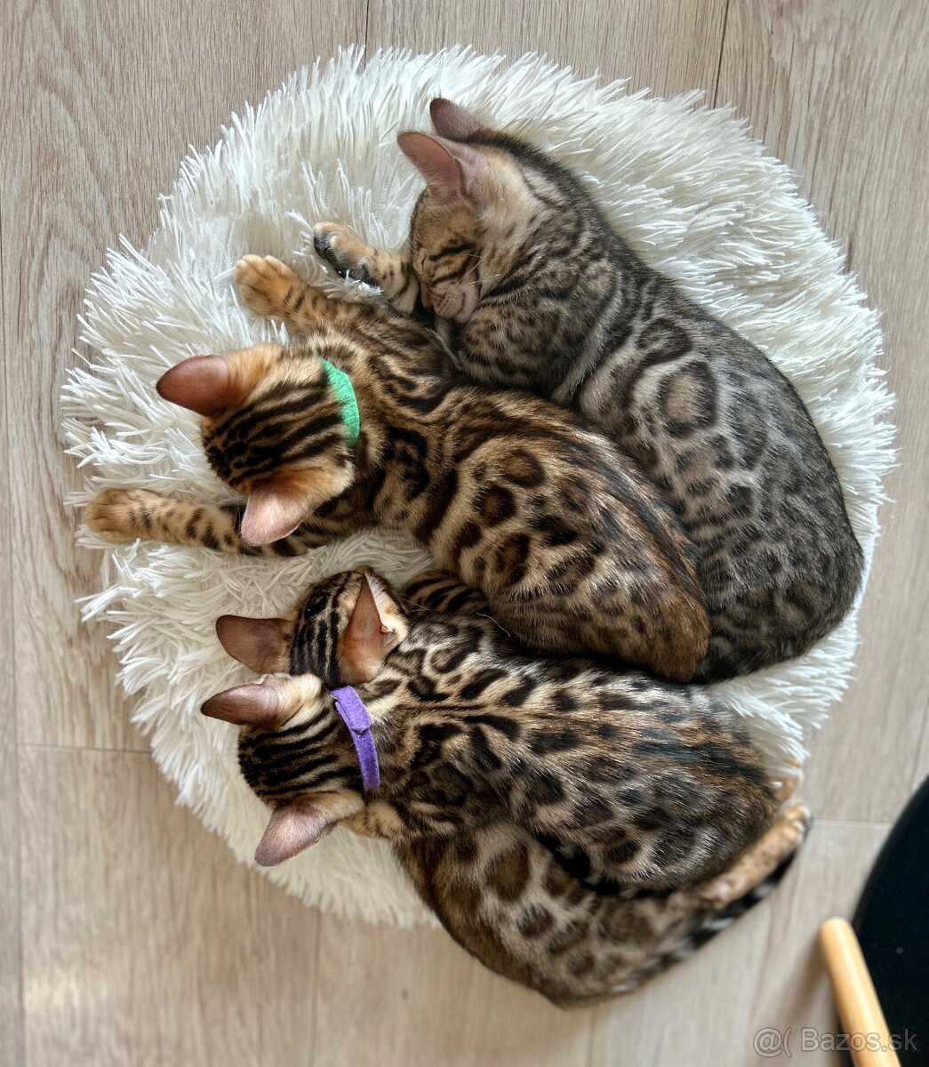 Bengálska mačka s PP - 2