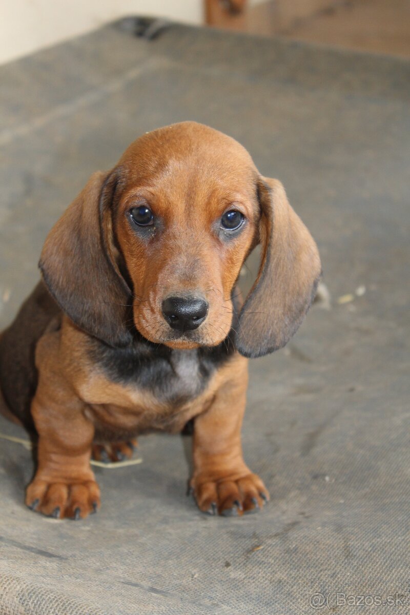 Jazvečík hladkosrstý - 2