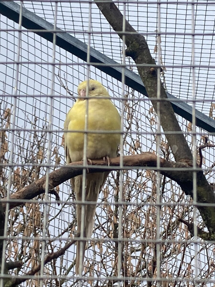 Papagaj spevavý - 2