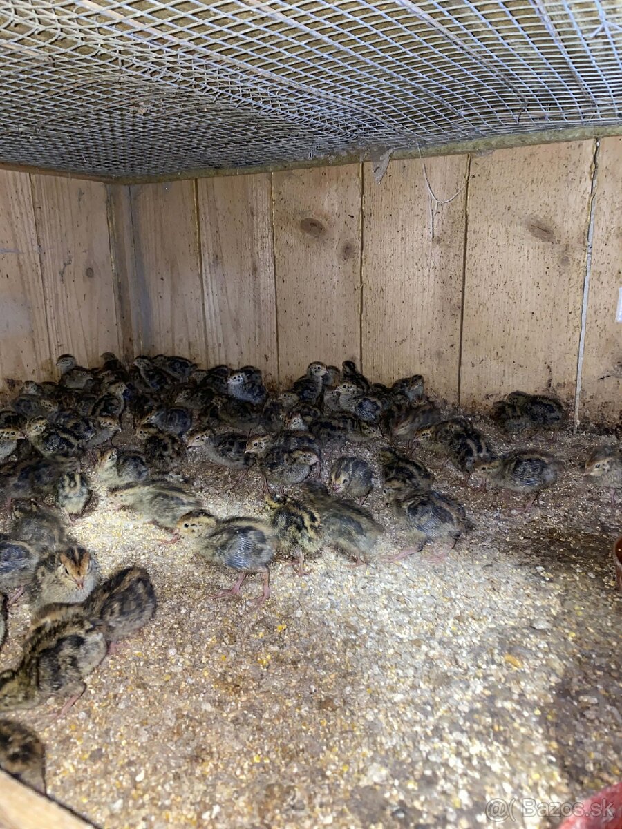 Japonské prepelice - 2