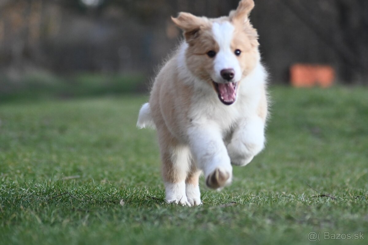 Border Collie / Border Kólia s PP - 2
