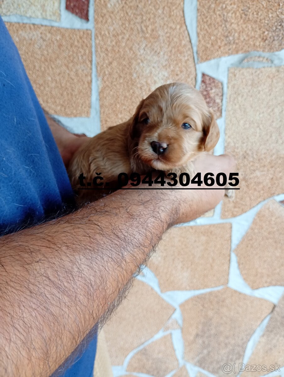 cavapoo - 2