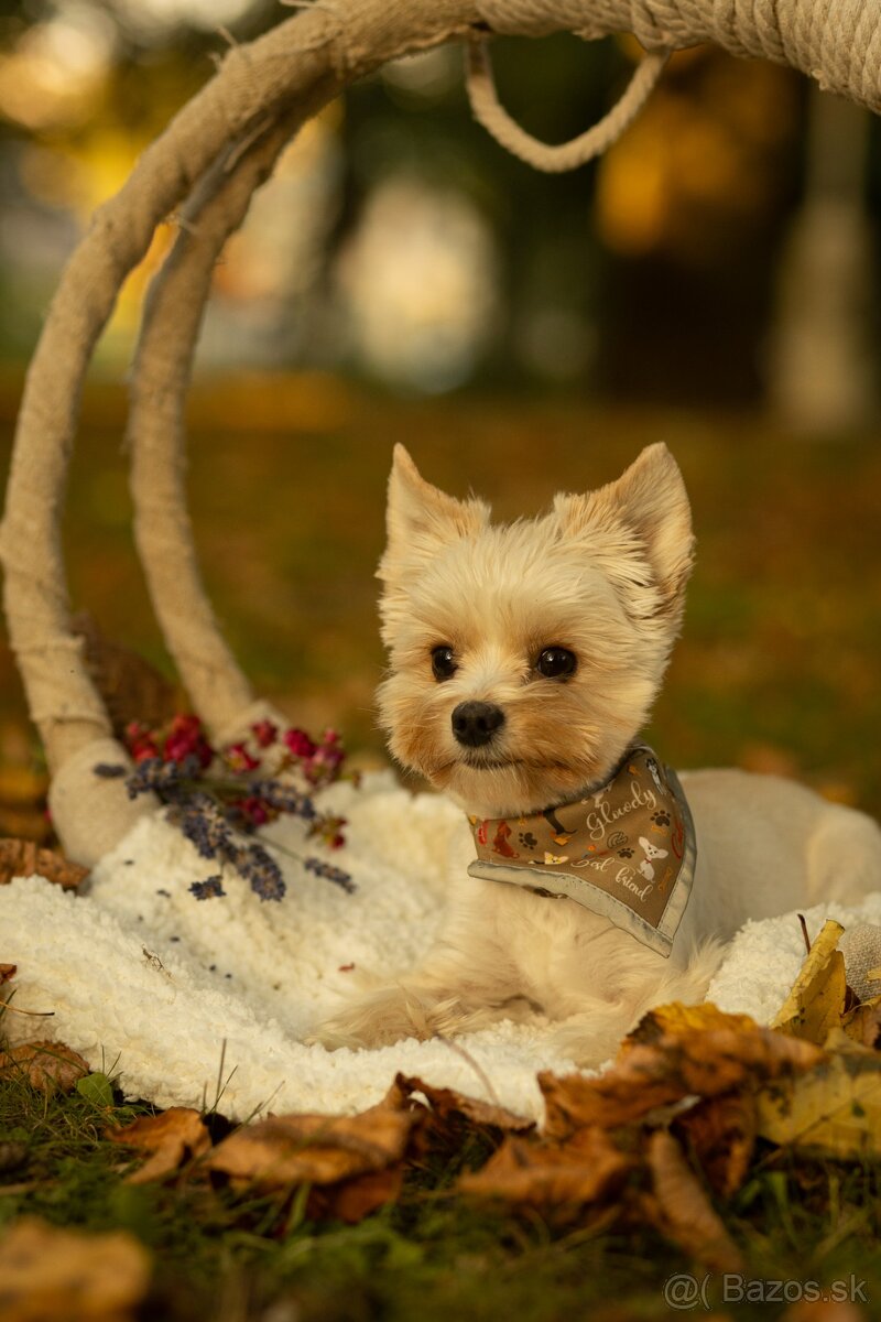 Krytie - Yorkshirsky Teriér - 2