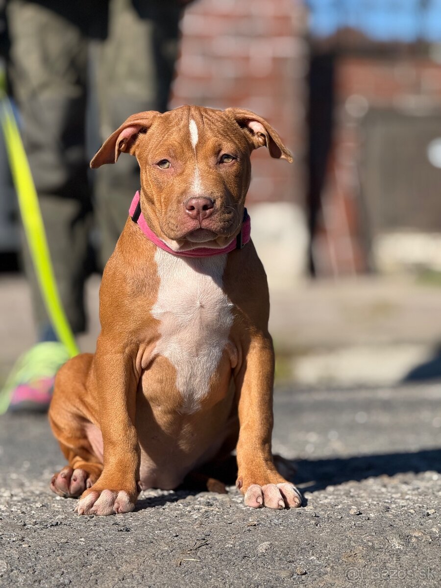 American bully ABKC - 2