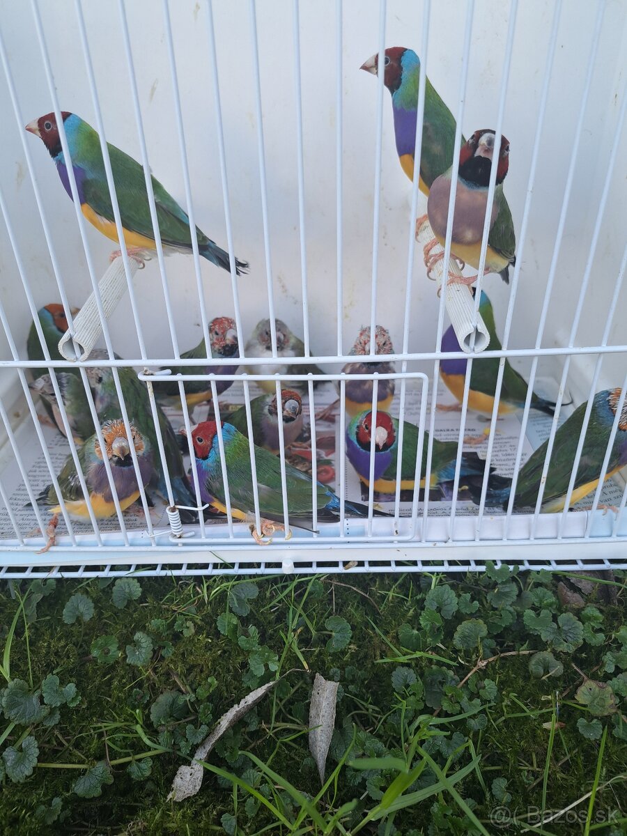 Amadina gouldová - 2