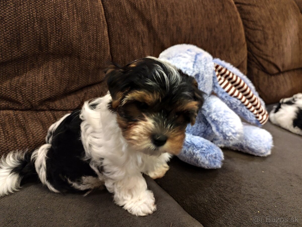 Yorkshire biewer - 2